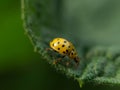Ladybug of yellow color crawls on a green leaf of grass Royalty Free Stock Photo