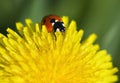 Ladybug on yellow dandelion Royalty Free Stock Photo