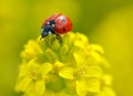 Ladybug on a yellow flower Barbarea vulgaris.