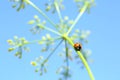 Ladybug on yellow flower Royalty Free Stock Photo