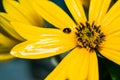 Little black ladybug in drops of dew on a yellow flower Royalty Free Stock Photo