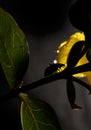 Ladybug on a yellow flower, macro view, portrait in the night Royalty Free Stock Photo