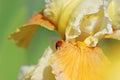 Ladybug on a yellow flower Royalty Free Stock Photo