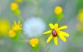 Ladybug on yellow flower Royalty Free Stock Photo
