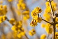 Ladybug on yellow flowers of Cornelian cherry dogwood Royalty Free Stock Photo