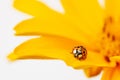 Ladybug on yellow gerbera petal and light background Royalty Free Stock Photo