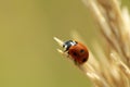 Ladybug on yellow grass in fall