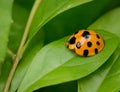 Ladybug yellow on a green leaf background in nature at Thailand, Variable Ladybird Beetles - Coelophora inaequalis Royalty Free Stock Photo
