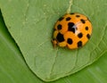Ladybug yellow on a green leaf background in nature at Thailand, Variable Ladybird Beetles - Coelophora inaequalis