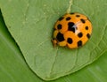 Ladybug yellow on a green leaf background in nature at Thailand, Variable Ladybird Beetles - Coelophora inaequalis Royalty Free Stock Photo