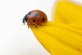Ladybug on yellow leaf Royalty Free Stock Photo