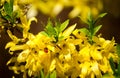 Ladybug in yellow leaves on Forsythia closeup. Bright spring nature.