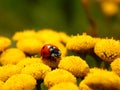 Ladybug on yellow meadow flowers Royalty Free Stock Photo