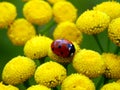 Ladybug on yellow meadow flowers Royalty Free Stock Photo