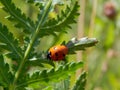 Ladybug on yellow meadow flowers Royalty Free Stock Photo