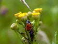 Ladybug on yellow meadow flowers Royalty Free Stock Photo