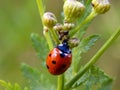 Ladybug on yellow meadow flowers Royalty Free Stock Photo