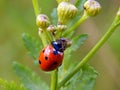 Ladybug on yellow meadow flowers Royalty Free Stock Photo