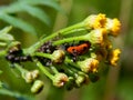 Ladybug on yellow meadow flowers Royalty Free Stock Photo