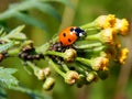 Ladybug on yellow meadow flowers Royalty Free Stock Photo