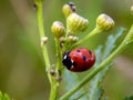 Ladybug on yellow meadow flowers Royalty Free Stock Photo