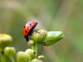 Ladybug on yellow meadow flowers Royalty Free Stock Photo