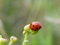 Ladybug on yellow meadow flowers Royalty Free Stock Photo