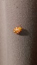 Ladybug yellow in nature in Siberia, Ladybug beetles. Calvia quatuordecimguttata.