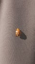 Ladybug yellow in nature in Siberia, Ladybug beetles. Calvia quatuordecimguttata