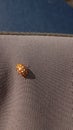 Ladybug yellow in nature in Siberia, Ladybug beetles. Calvia quatuordecimguttata. Ladybug, orange, animal, yellow, spotted. Ladybu Royalty Free Stock Photo