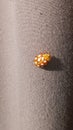 Ladybug yellow in nature in Siberia, Ladybug beetles. Calvia quatuordecimguttata.
