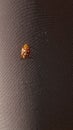 Ladybug yellow in nature in Siberia, Ladybug beetles. Calvia quatuordecimguttata. Royalty Free Stock Photo
