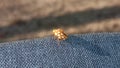 Ladybug yellow in nature in Siberia, Ladybug beetles. Calvia quatuordecimguttata. Royalty Free Stock Photo