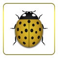 Ladybug yellow realistic cartoon icon