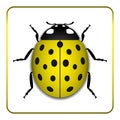 Ladybug yellow realistic cartoon icon