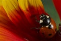 Ladybug on a yellow and red flower Royalty Free Stock Photo