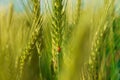 Ladybug on young green wheat sprout, agricultural field, bright spring landscape on a sunny day, blue sky as background Royalty Free Stock Photo