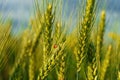 Ladybug on young green wheat sprout, agricultural field, bright spring landscape on a sunny day, blue sky as background Royalty Free Stock Photo