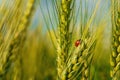 Ladybug on young green wheat sprout, agricultural field, bright spring landscape on a sunny day, blue sky as background Royalty Free Stock Photo