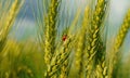 Ladybug on young green wheat sprout, agricultural field, bright spring landscape on a sunny day, blue sky as background Royalty Free Stock Photo