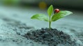 Ladybug on young plant in fresh soil on a rainy day Royalty Free Stock Photo