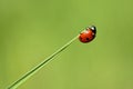 LadyBugon the tip of a leaf