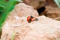 Ladybugs Royalty Free Stock Photo