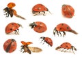 Ladybugs Royalty Free Stock Photo