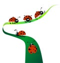 Ladybugs