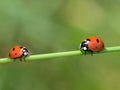 Ladybugs Royalty Free Stock Photo