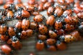 Ladybugs