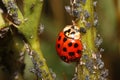 Ladybugs and Aphids, how to get rid of garden and greenhouse pests with lady beetles in Organic methods Royalty Free Stock Photo