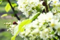 Ladybugs on bird cherry tree flowers