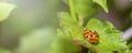 Ladybugs breeding on the leave. Copy space Royalty Free Stock Photo
